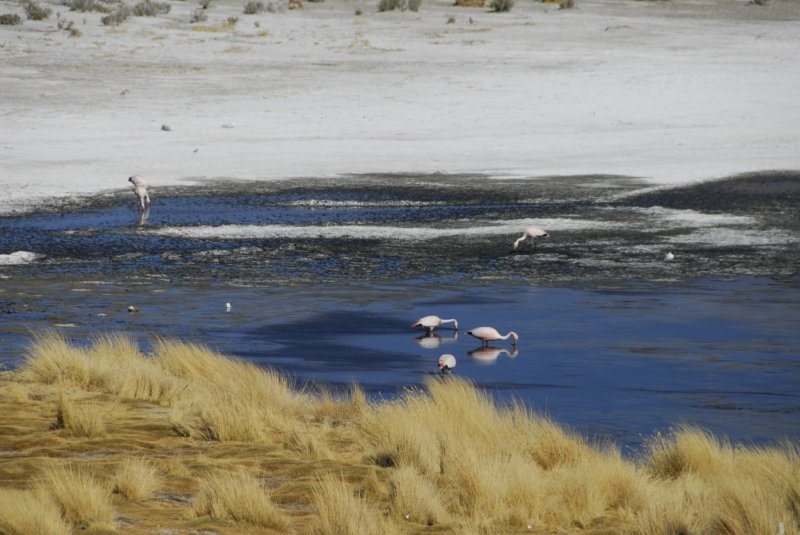 glialtipianiandiniospitanotrespeciedifenicotterirosa.jpg