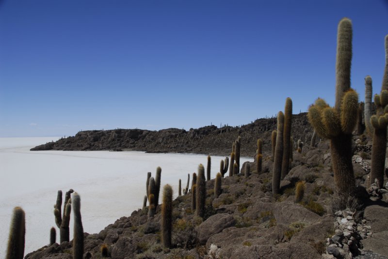 lansadeicactus.jpg