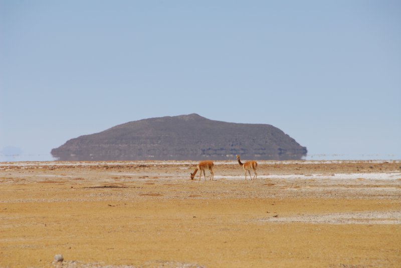 vicuna.jpg