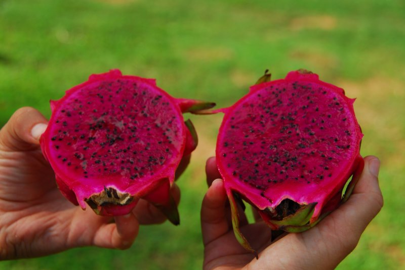 dragonfruit.jpg